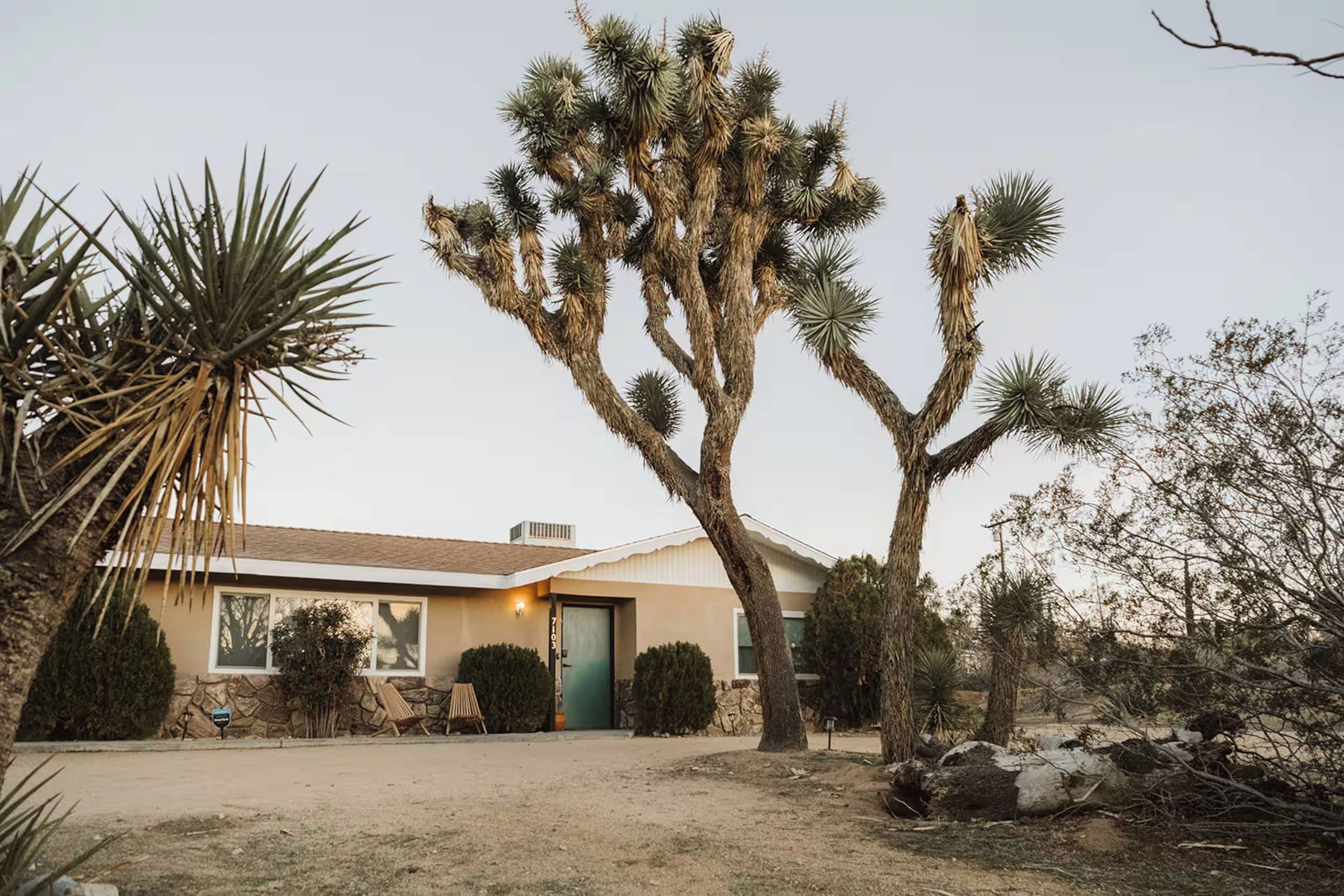 A desert-style house with a single-story structure, a front porch, and a large, distinctive Joshua tree in the yard.