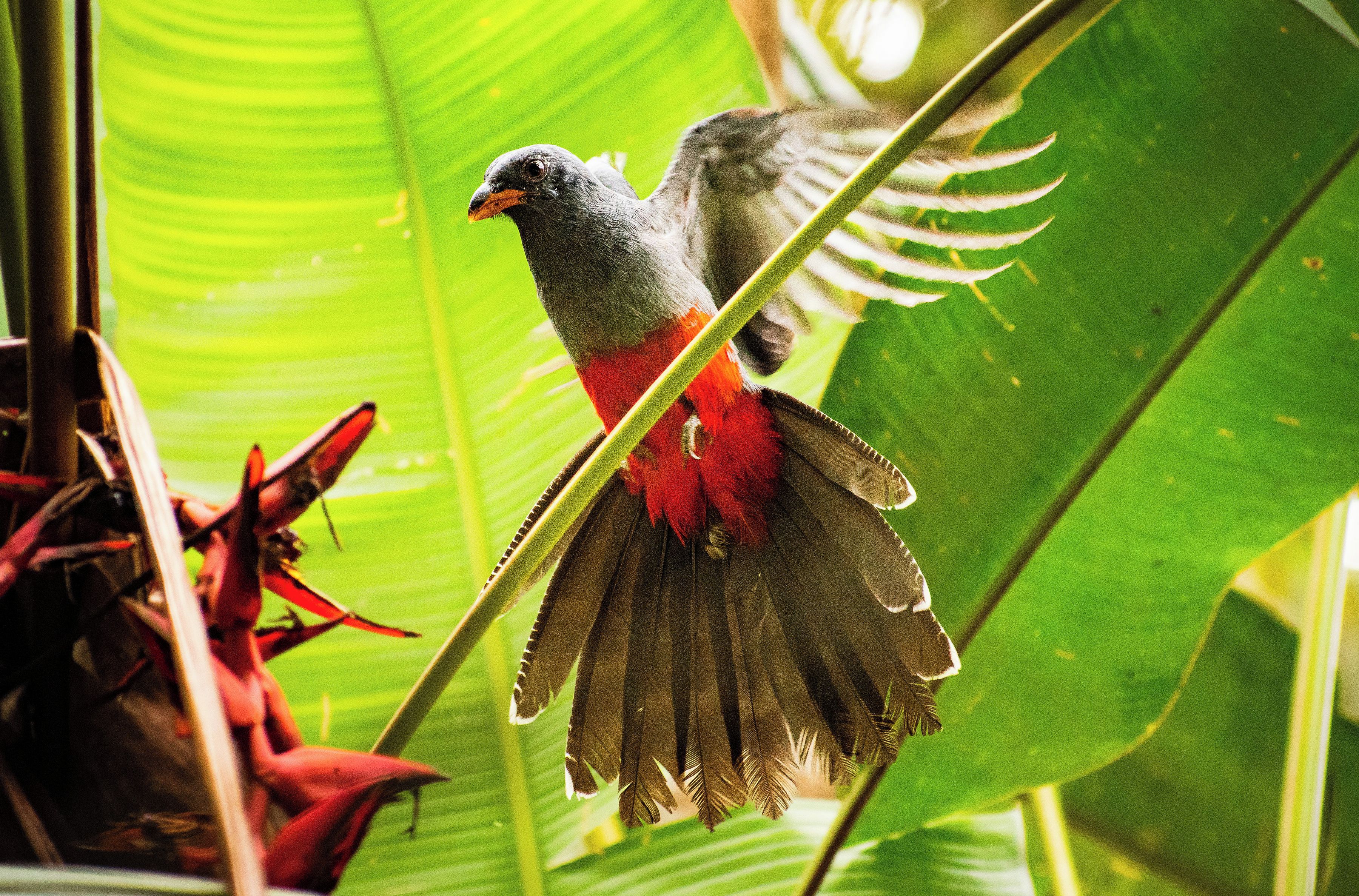 Un ave con plumas rojas y grises posada en una planta.