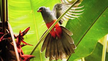 Un ave con plumas rojas y grises posada en una planta.