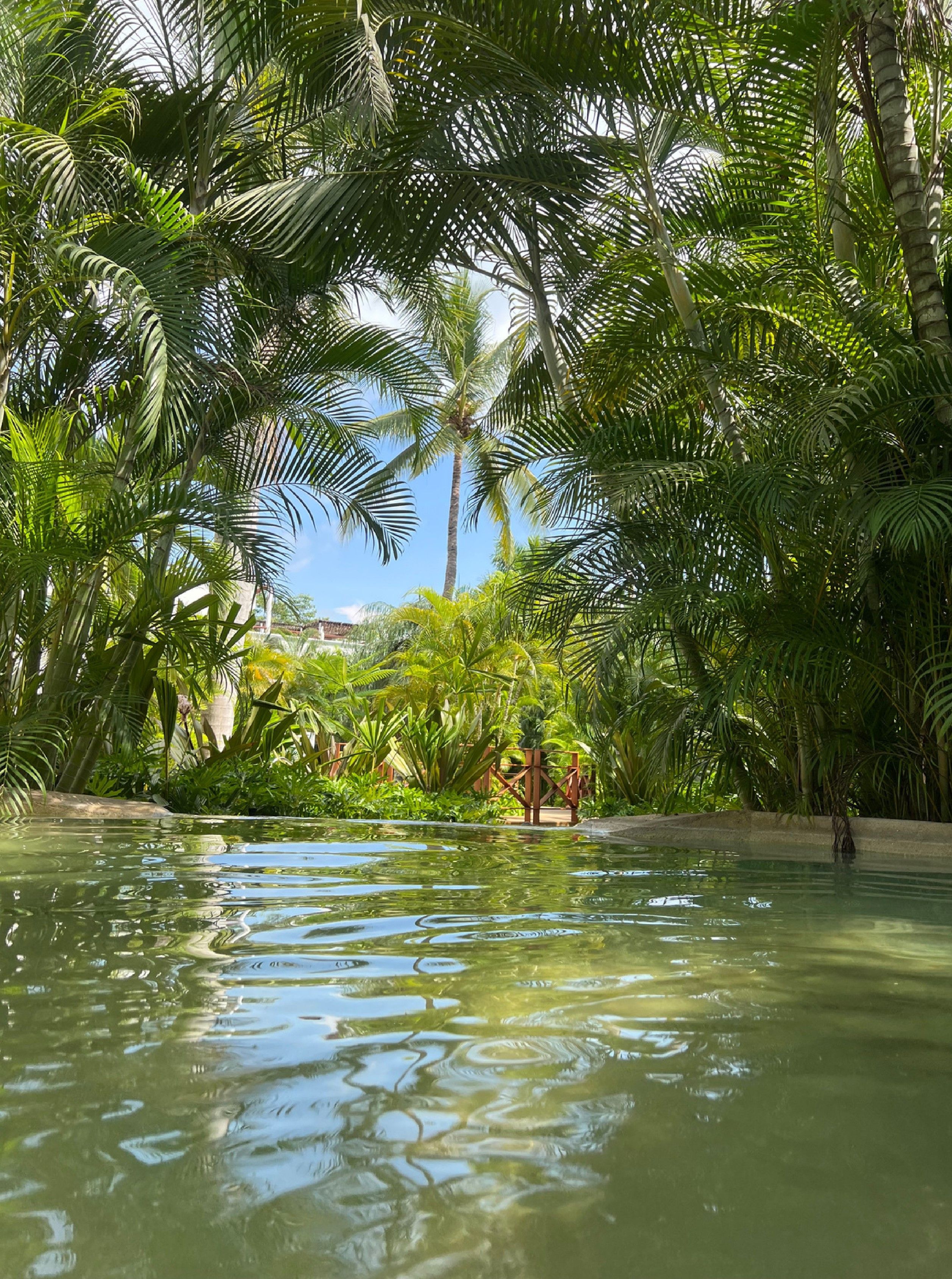 A tranquil pool surrounded by lush tropical foliage.