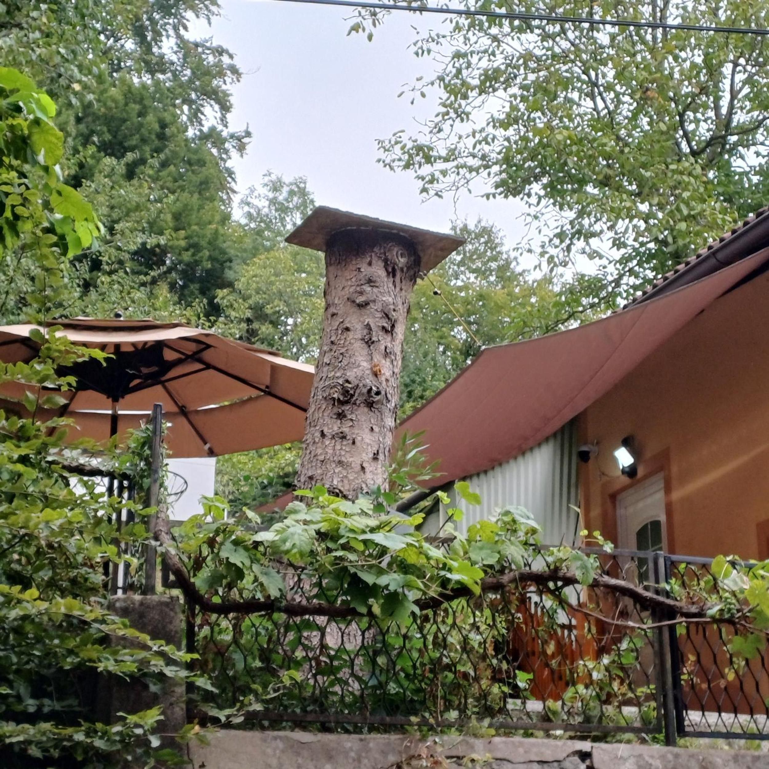 Ein Baumstamm mit flacher Oberseite, umgeben von Grün und einem Gebäude mit einer braunen Markise.