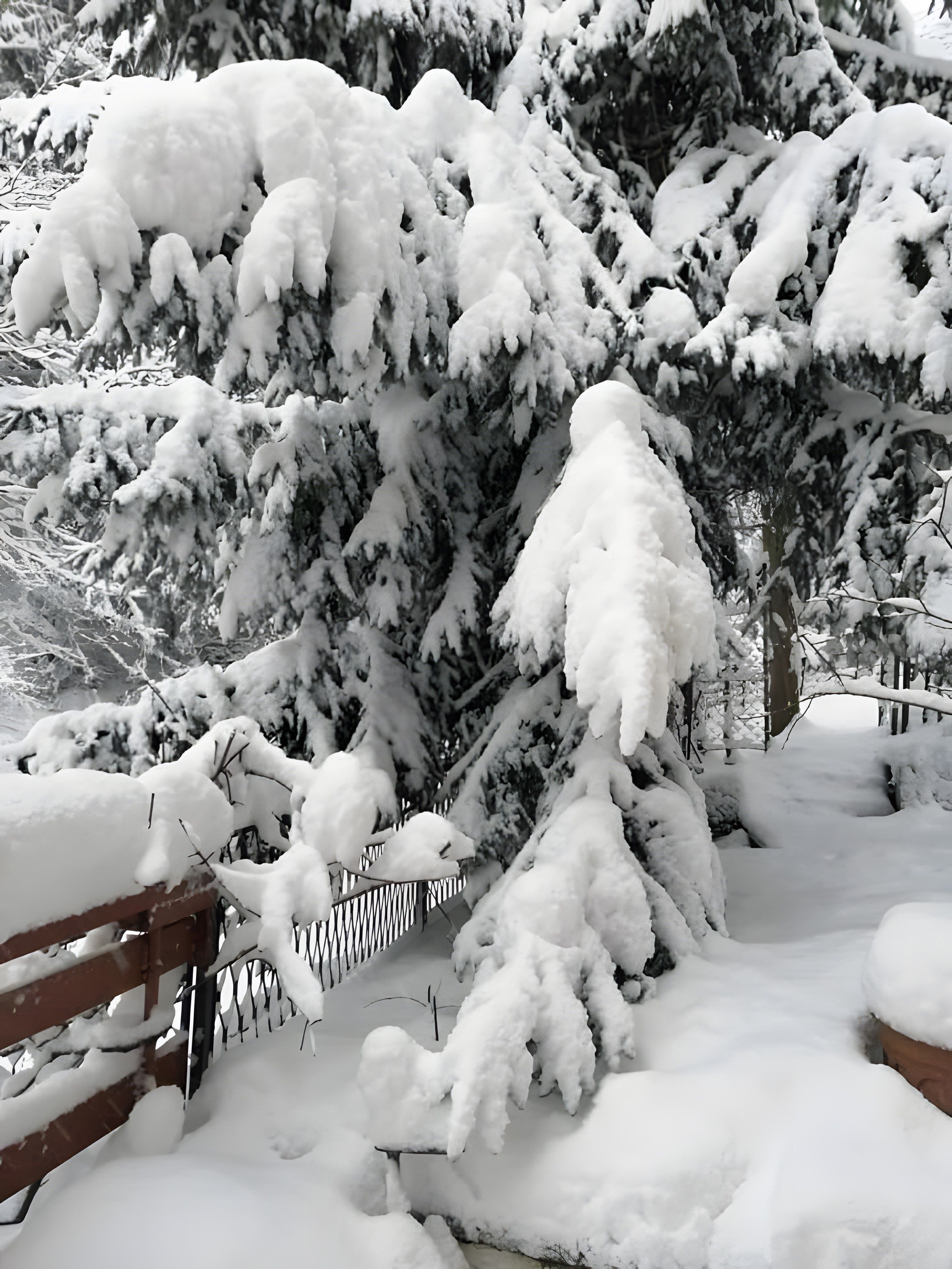 Ett snötäckt landskap med träd och ett trästaket.