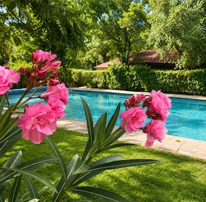 Ein Schwimmbecken, umgeben von üppiger Vegetation und rosa Blüten.
