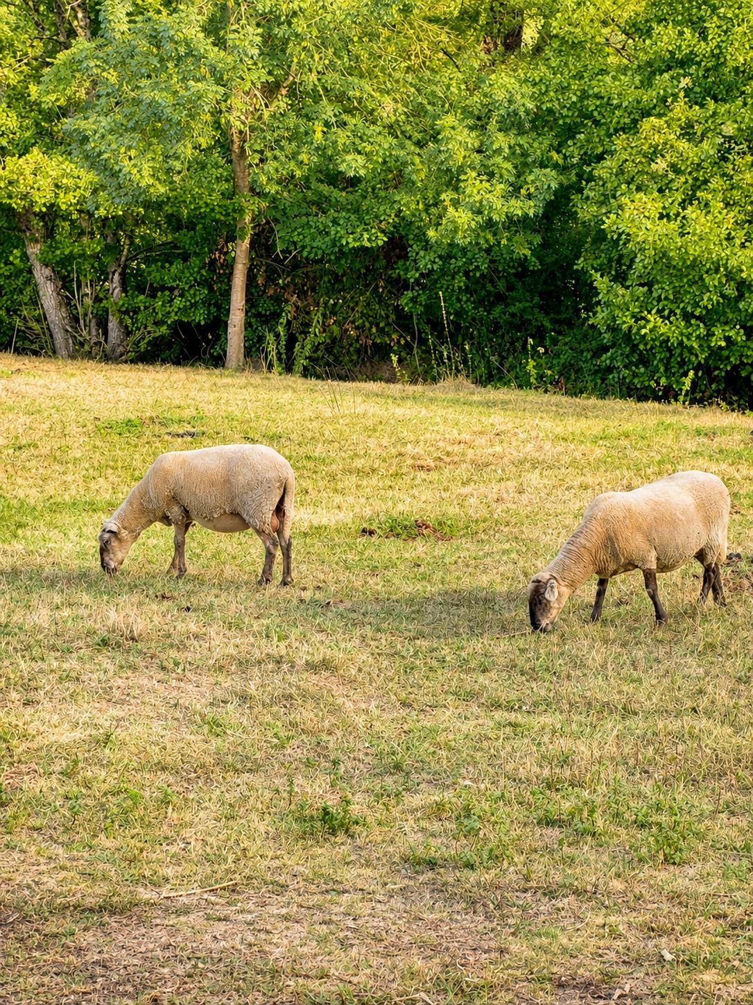 A grassy field with two sheep grazing.