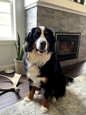 A dog sitting on a fluffy rug in a room with a fireplace and a potted plant. - Renovated Suite - Downtown Fernie - Pet Friendly (Fernie)