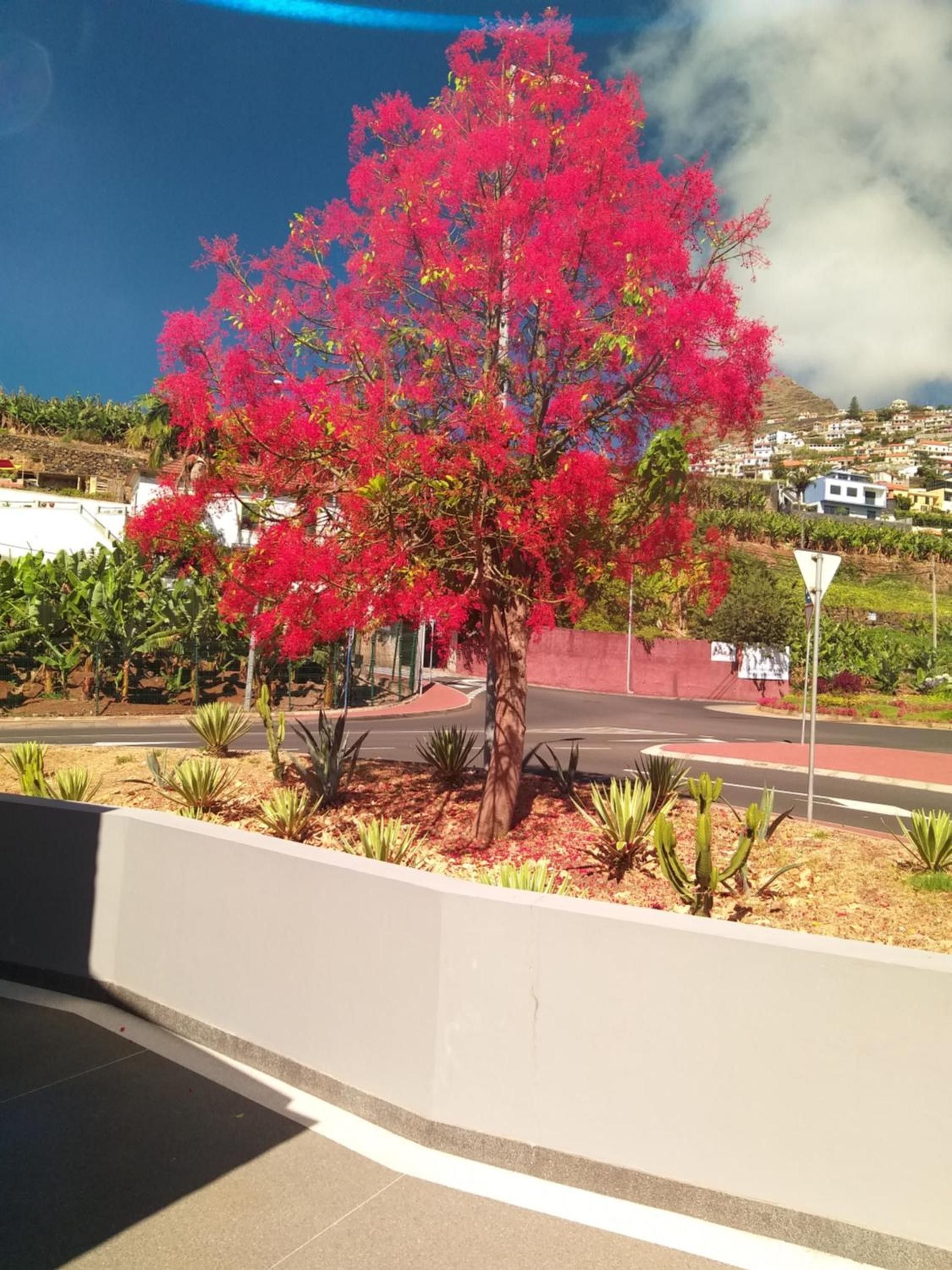 A tree with pink flowers in a landscaped area with a road and houses in the background.
