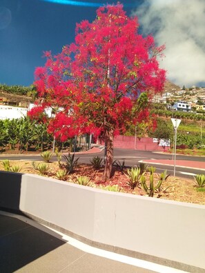 A tree with pink flowers in a landscaped area with a road and houses in the background. - Apartment 'Alforra Residence 1' with Mountain View, Wi-Fi and Air Conditioning (Câmara de Lobos)