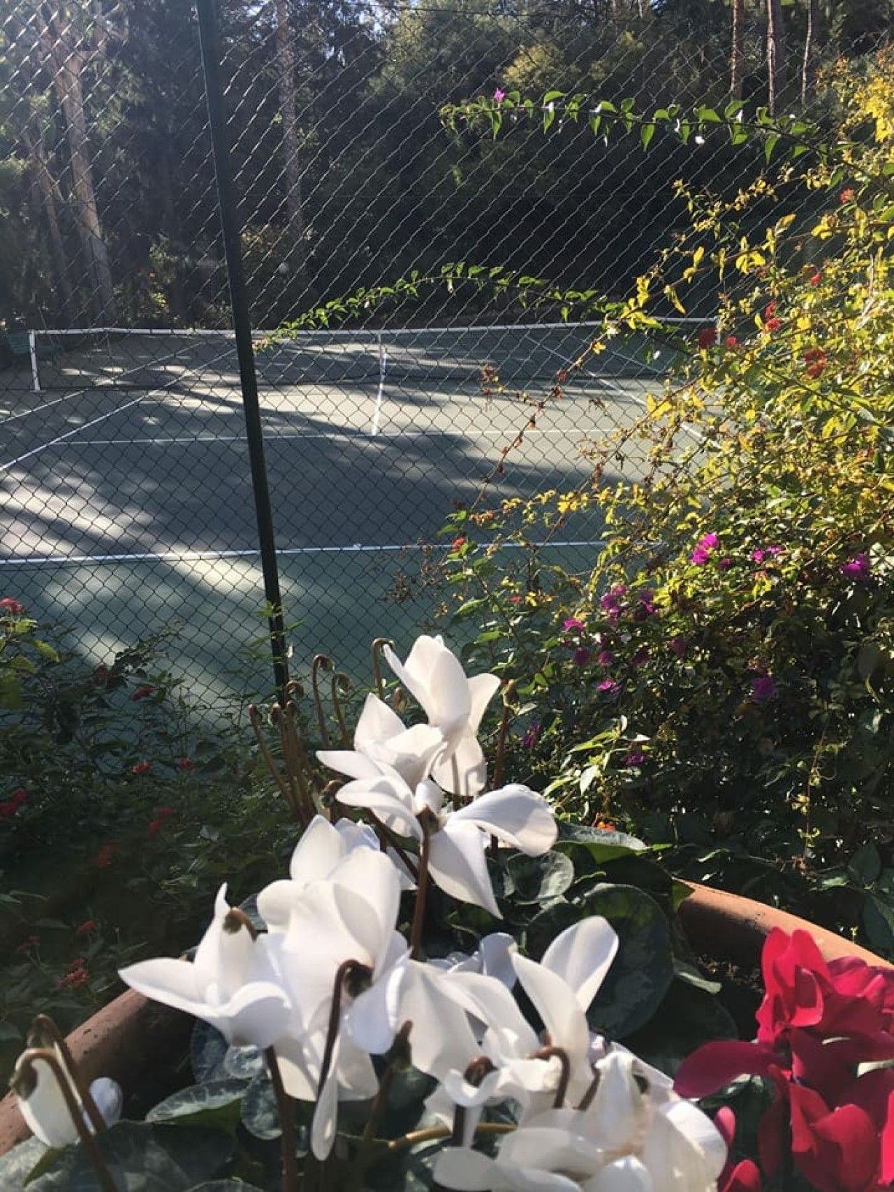 Un court de tennis délimité par une clôture en treillis métallique, entouré de différentes plantes et fleurs.