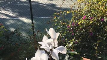 Un court de tennis délimité par une clôture en treillis métallique, entouré de différentes plantes et fleurs.