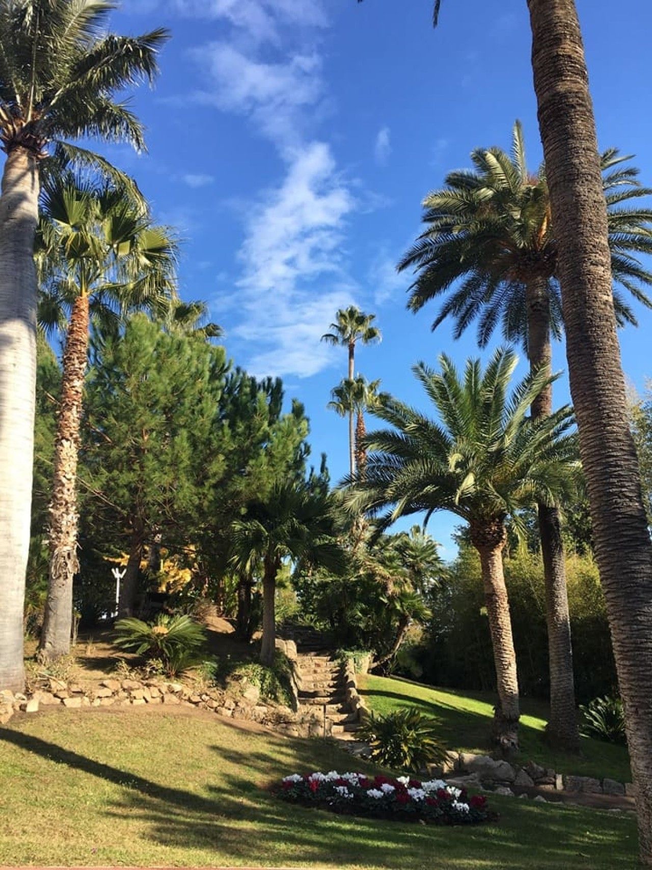 A landscaped garden with palm trees, a stone pathway, and a clear blue sky.