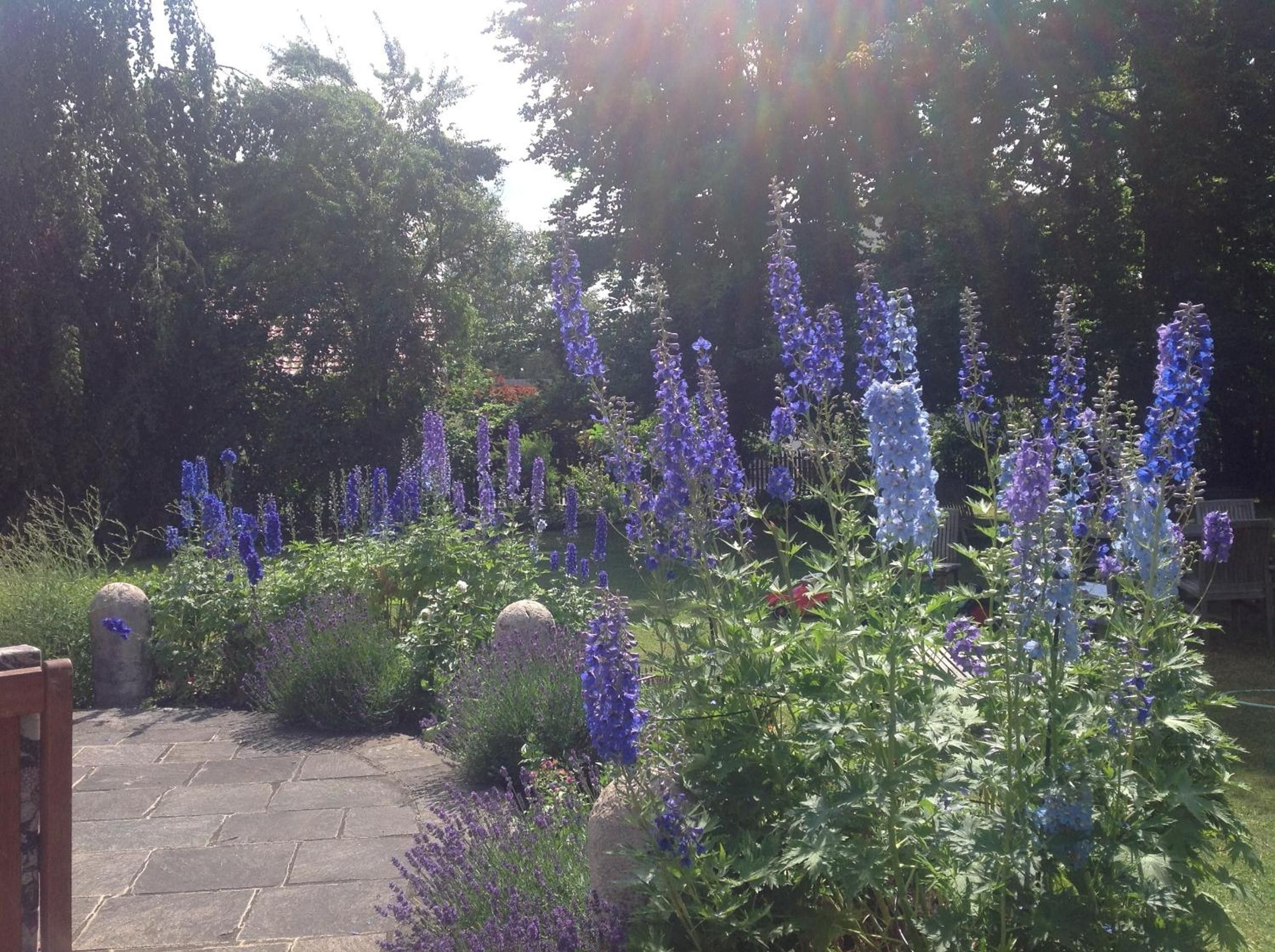 Un jardin avec un sentier en pierre, bordé de différentes plantes et fleurs.