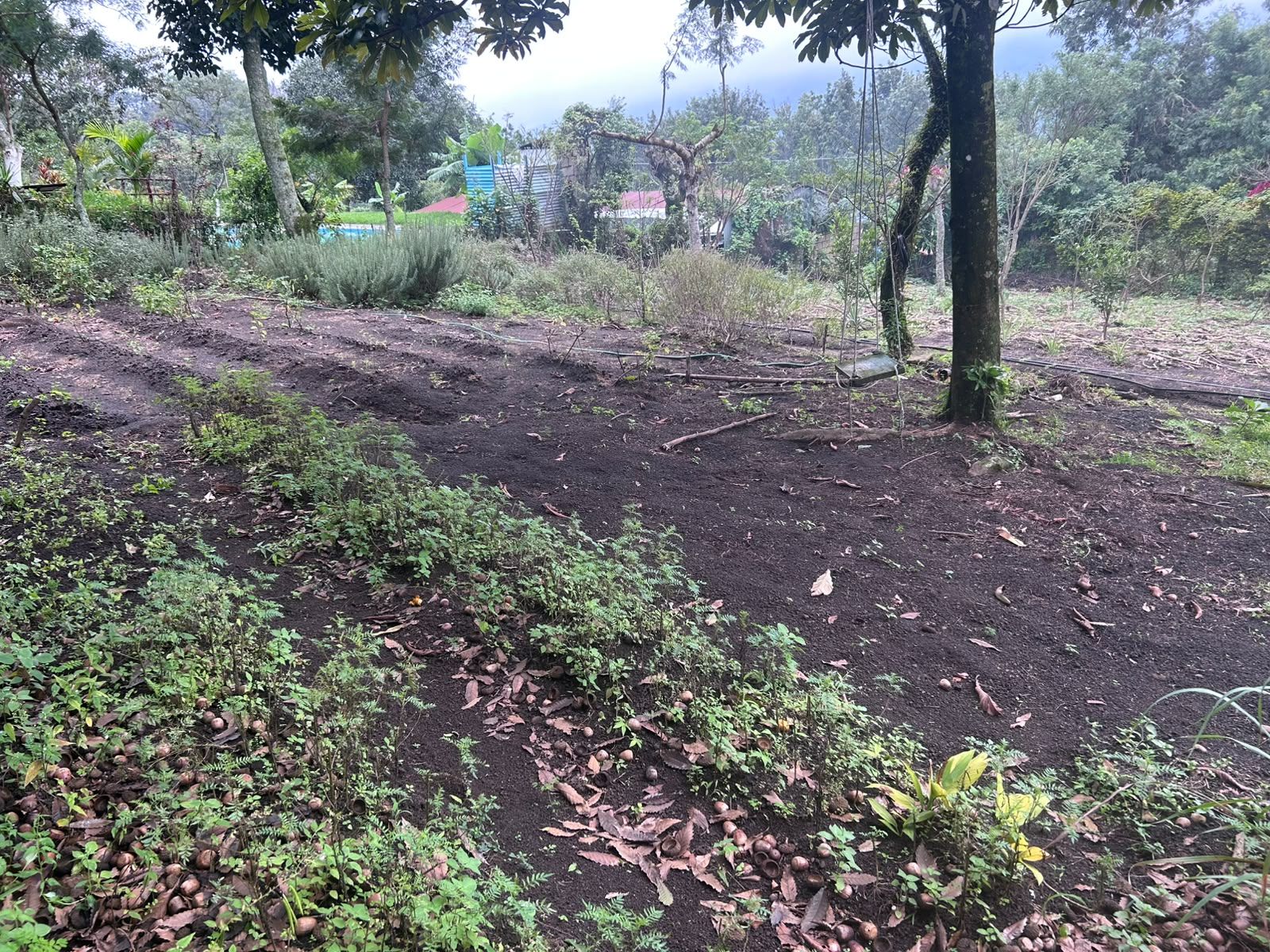 A natural outdoor area with a dirt path, surrounded by various plants and trees.