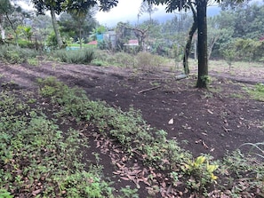 A natural outdoor area with a dirt path, surrounded by various plants and trees.