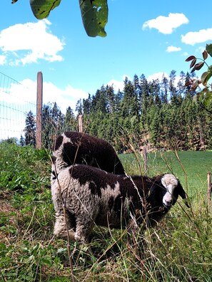 Aidattu ulkoalue, jossa on nurmikkoa ja puita.
