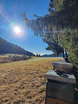 Ein Weg führt durch ein saftiges Grasfeld, bewölkter Himmel und ferne Berge.