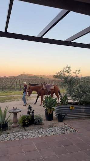 Unclassified image, 3 of 12, button - The Atrium- Templeton Ranch Retreat - Private Patio - Farm Animals- Wine Country (Templeton)