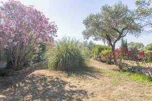 Ein Garten mit verschiedenen Pflanzen und Bäumen, darunter ein großer Blütenbaum und eine hohe Olivenbaum.