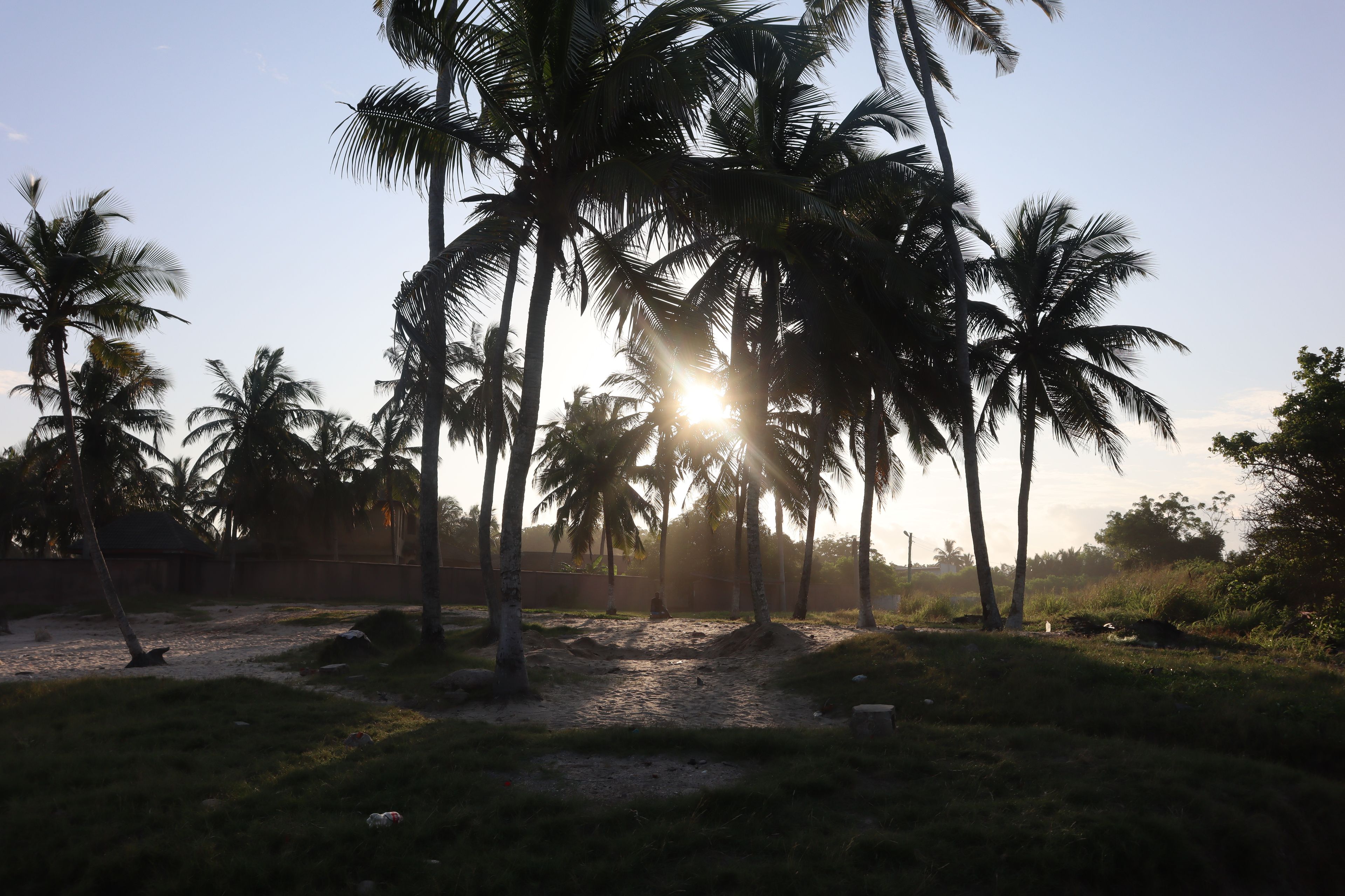 A landscape with palm trees and a clear sky.