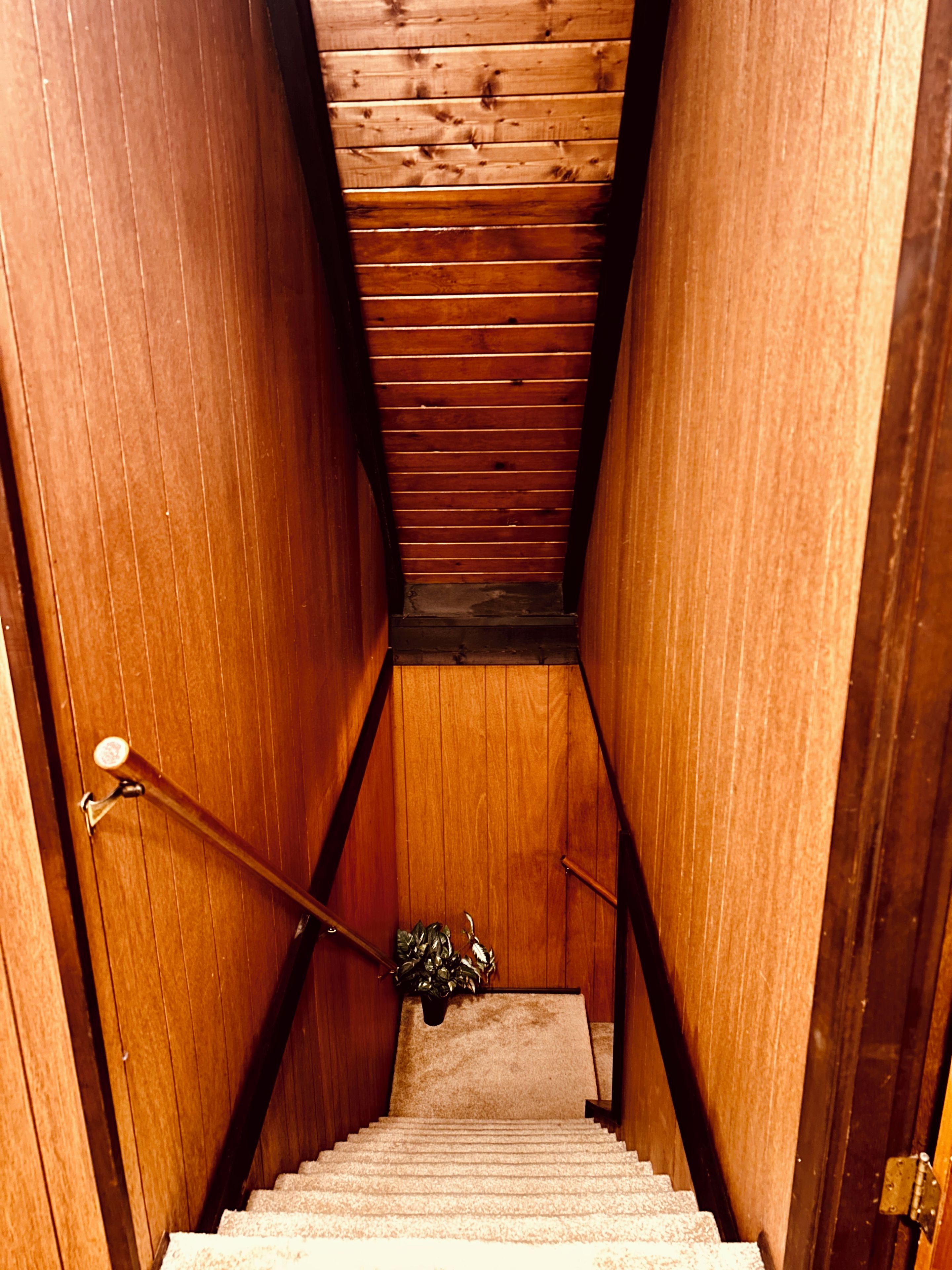 A wooden staircase with a handrail, carpeted steps, and a plant at the bottom.