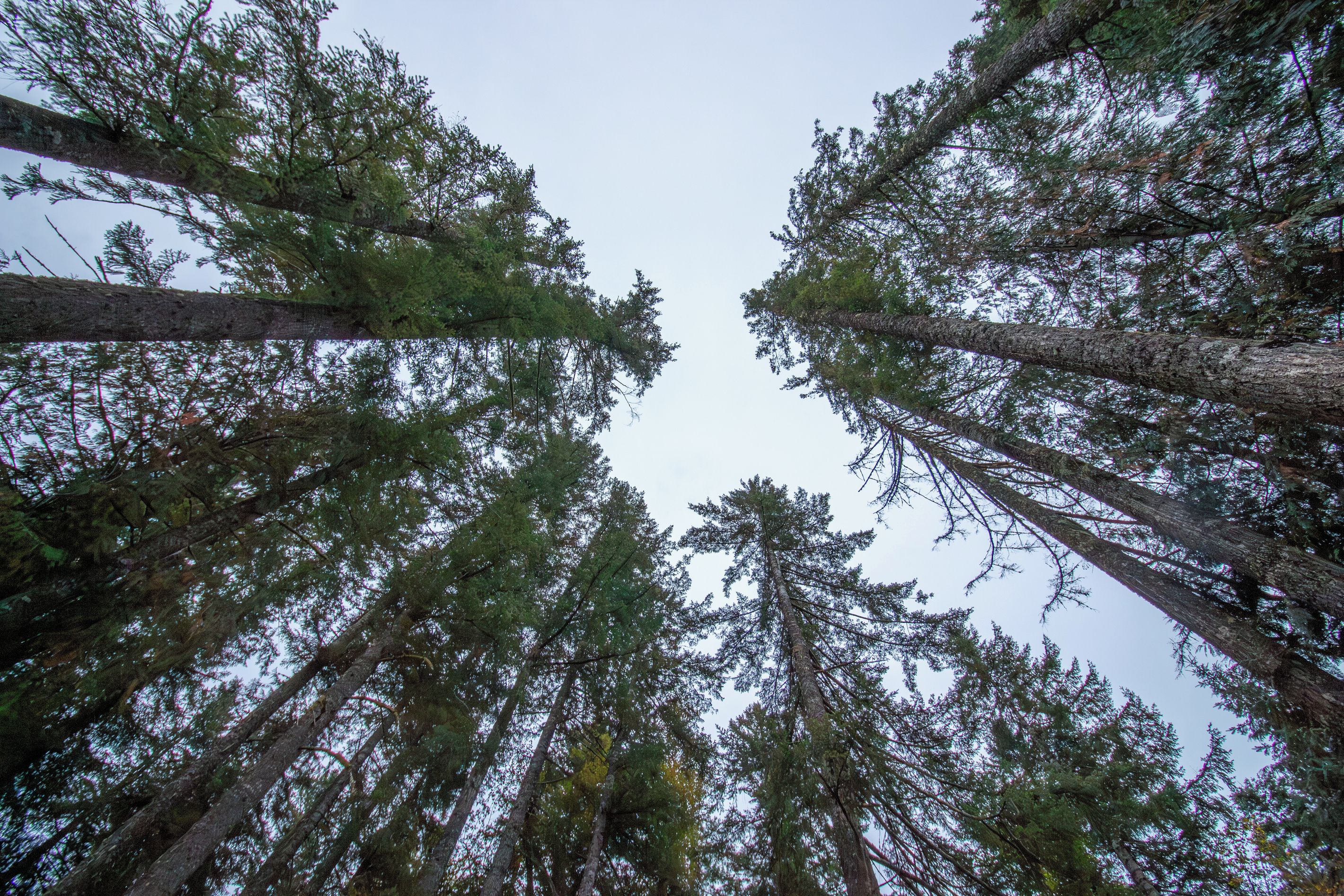 A forest of tall trees with a clear sky above.