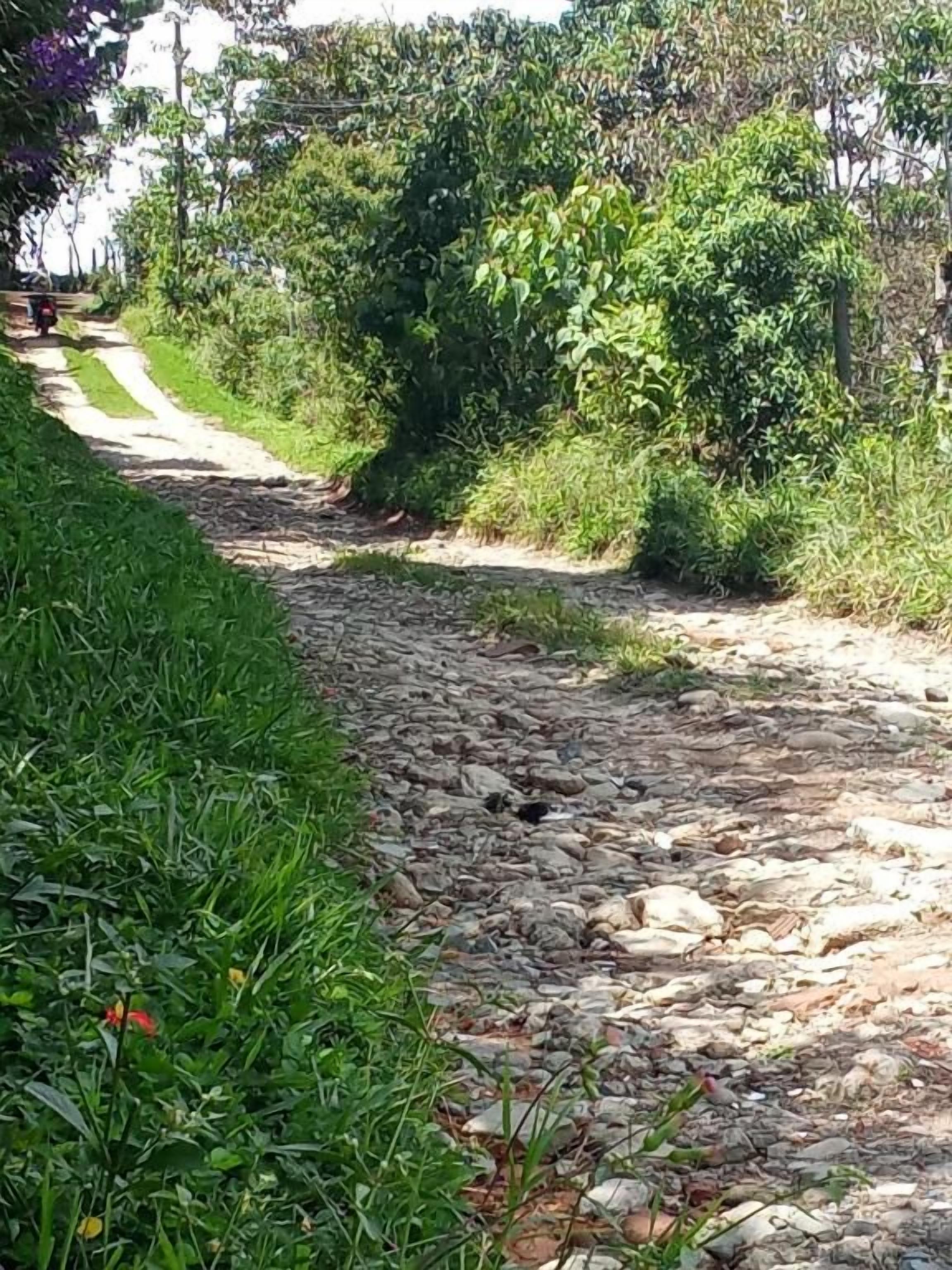 A gravel path flanked by greenery, leading to a paved road.