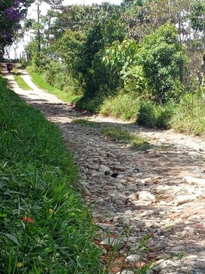 A gravel path flanked by greenery, leading to a paved road.
