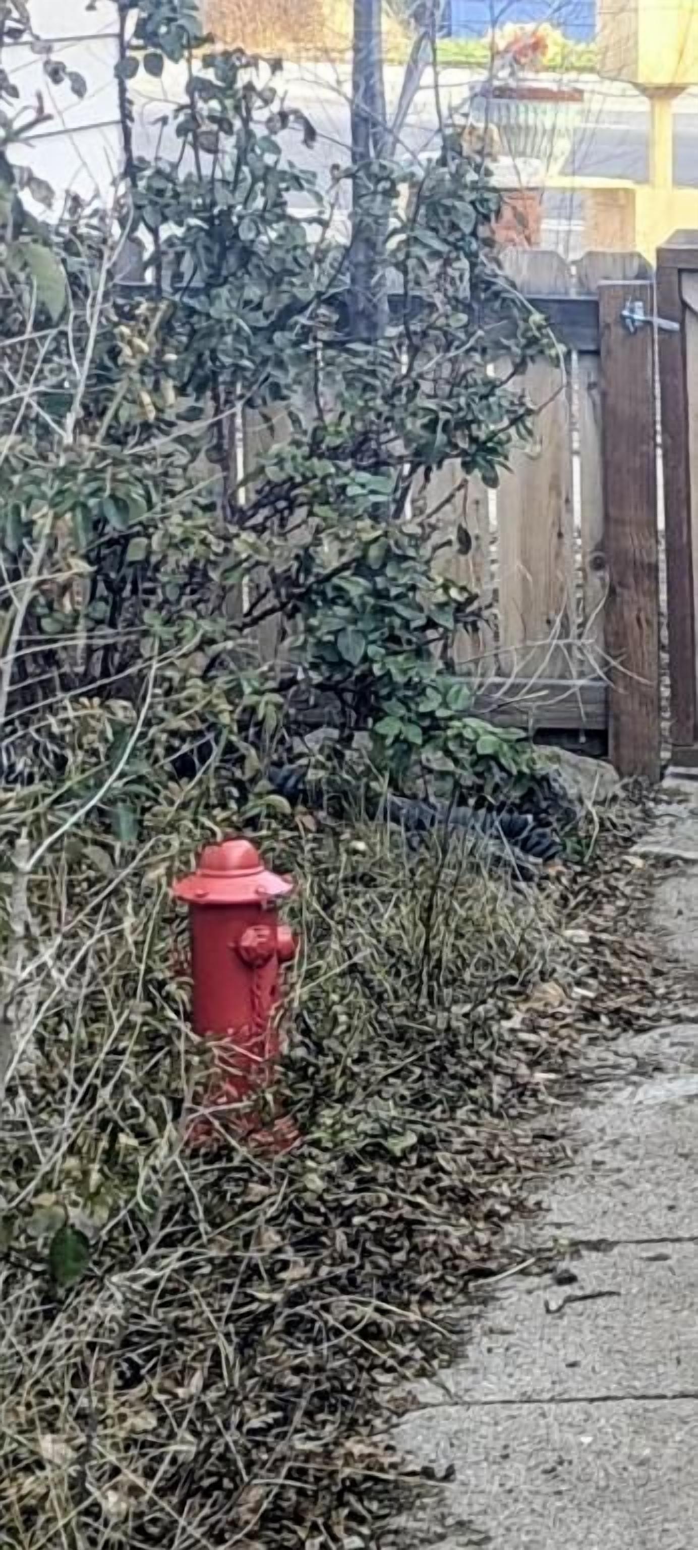 A red fire hydrant on a sidewalk with overgrown vegetation and a wooden fence in the background.