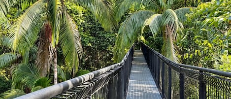 A pathway with metal railings surrounded by lush greenery and palm trees.