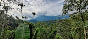 Un paisaje verde y exuberante con vegetación densa y una montaña al fondo.