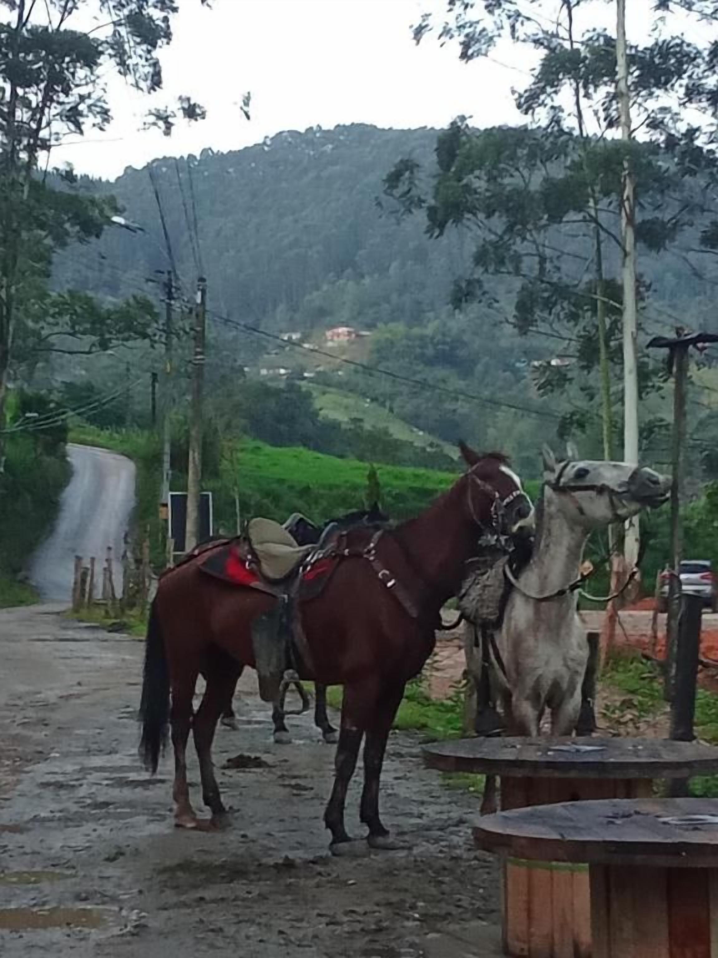 A rural road with horses and a wooden table.