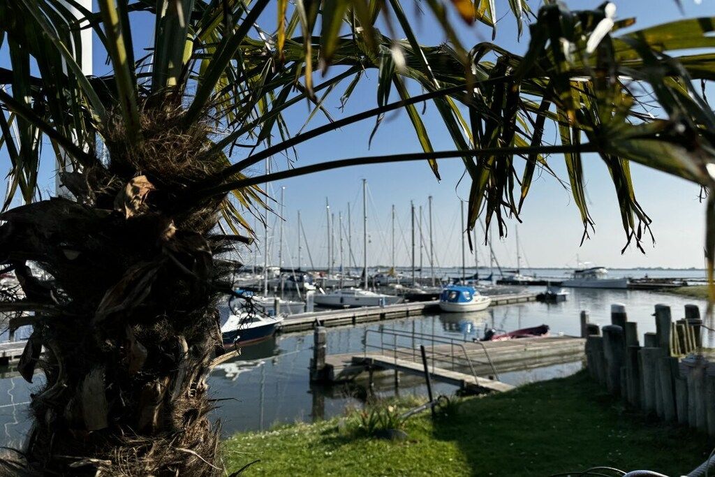 A marina with boats docked, a wooden dock, and a palm tree in the foreground.