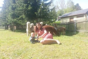 A person sitting on grass with llamas in the background. - 1 in the house Traumweide (Oberwiesenthal)