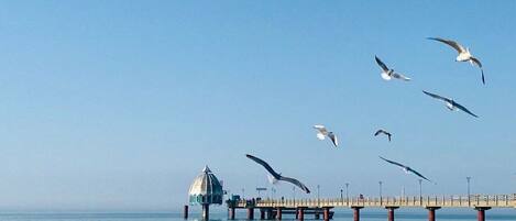 A beach with a pier extending into the water, a gazebo-like structure, and seagulls flying overhead.
