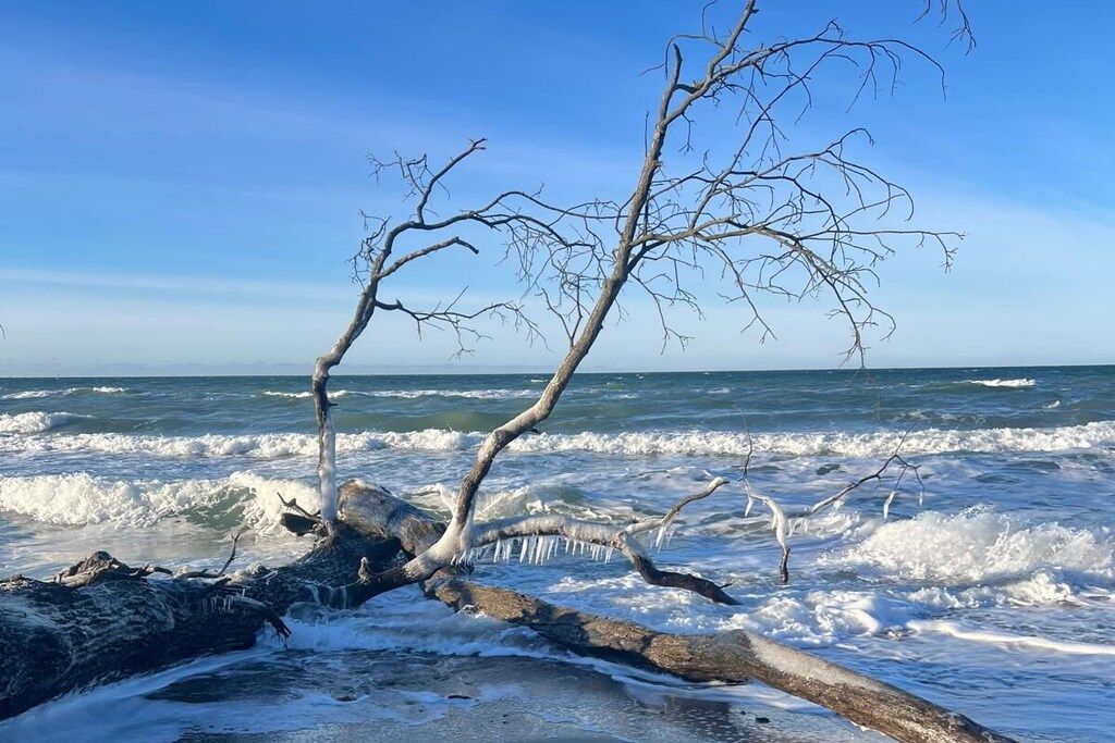 Une branche d’arbre s’étendant au-dessus d’une côte rocheuse, tandis que les vagues déferlent en contrebas.