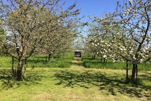 An orchard with trees bearing white blossoms, a pathway leading to a structure, and a clear sky. - Holiday apartment in Nieby with swimming pool (Nieby)