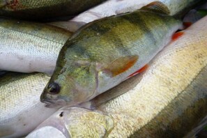 Close-up de um peixe com dorso esverdeado e ventre mais claro, repousando sobre uma superfície com outros peixes.