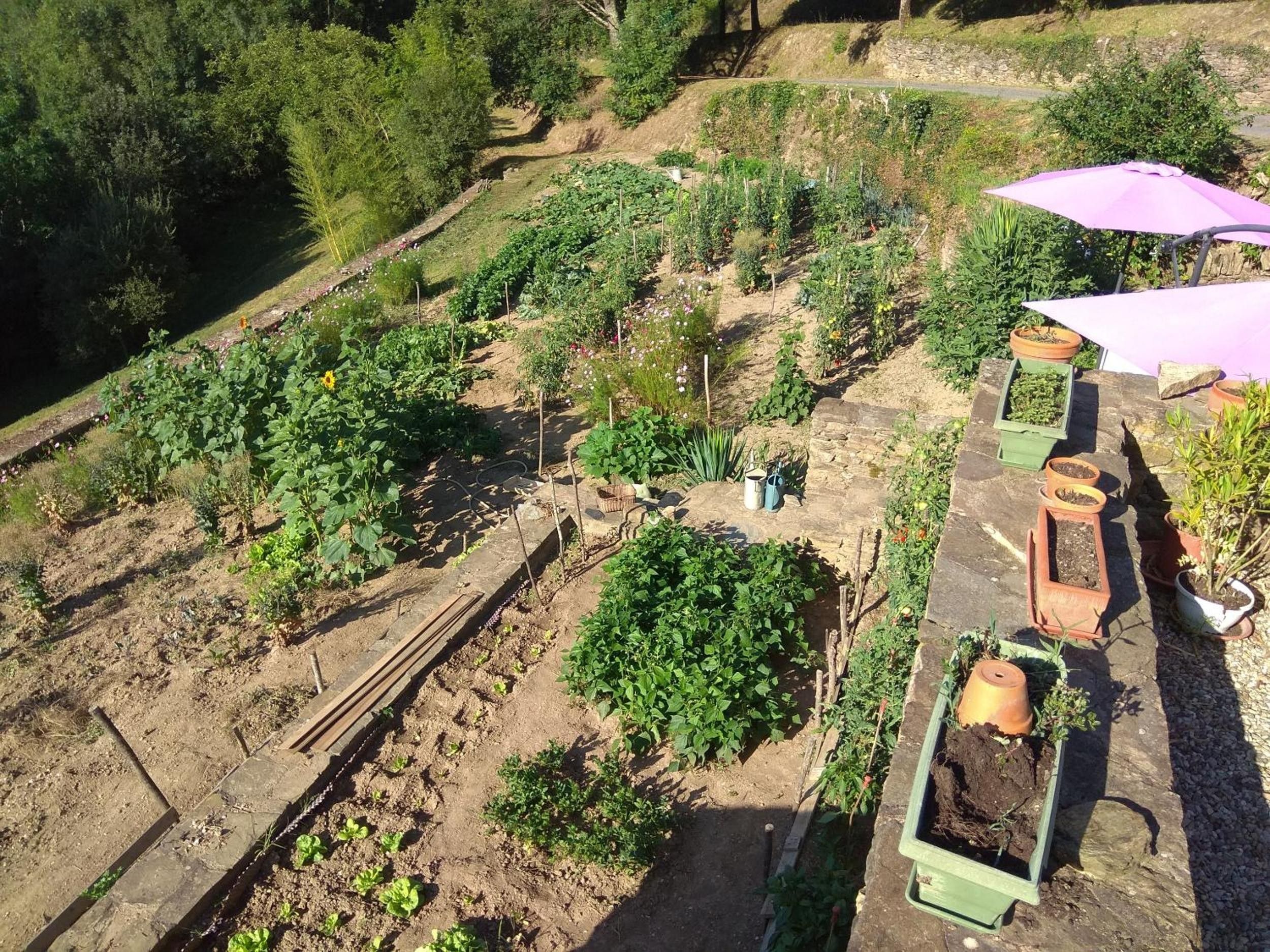 Un jardin avec différentes plantes et des plates-bandes surélevées, un chemin en pierre et un parasol violet.