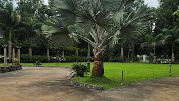 Una palmera alta en un área ajardinada con un camino pavimentado y follaje en el fondo.