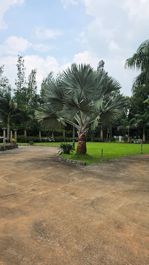 Una palmera alta en un área ajardinada con un camino pavimentado y follaje en el fondo.