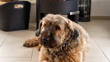 A dog lying on a tiled floor with a wood-burning stove in the background.
