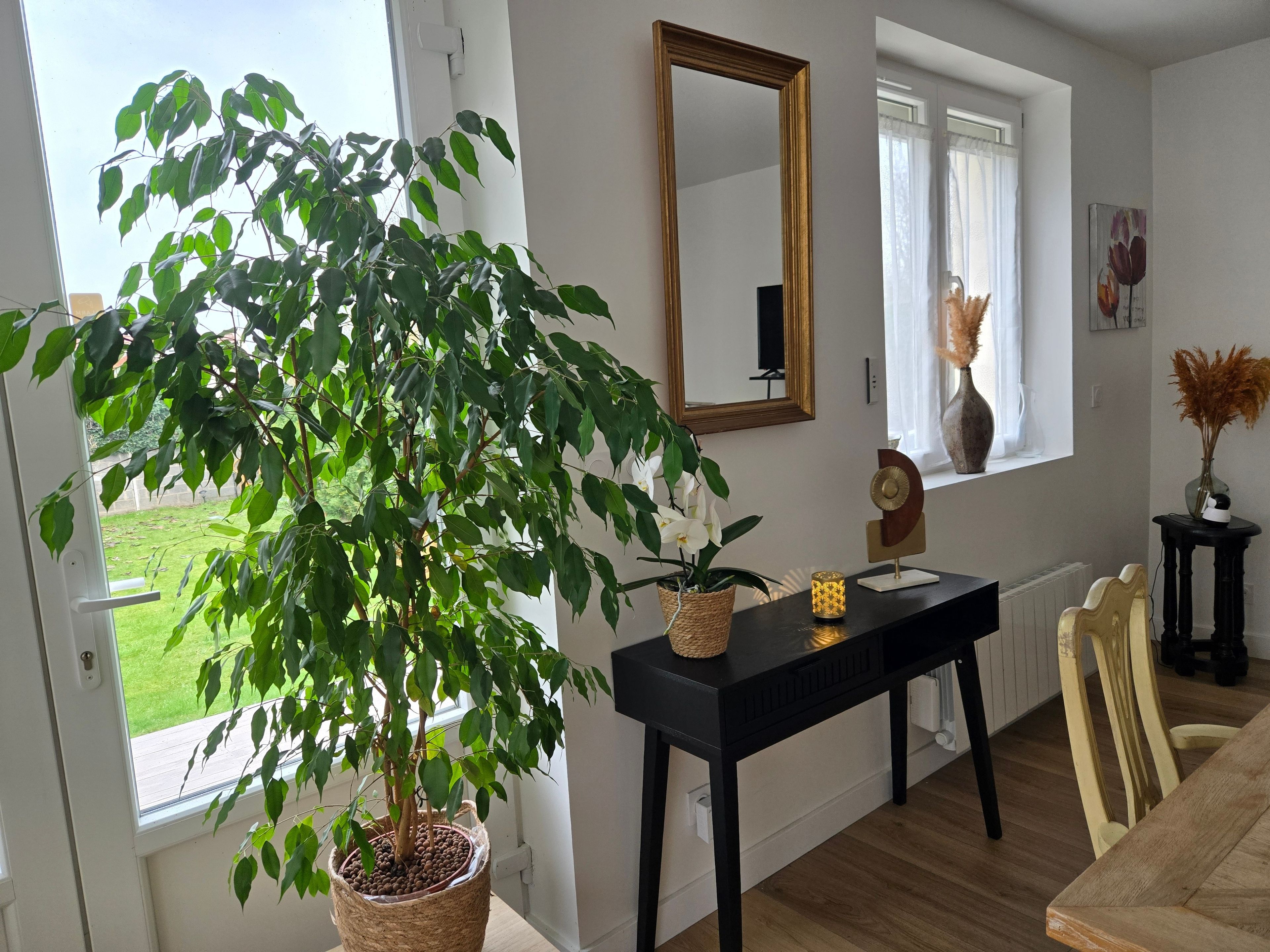 A room with a large potted plant, a black console table, a mirror, and a window with a view of the outdoors.
