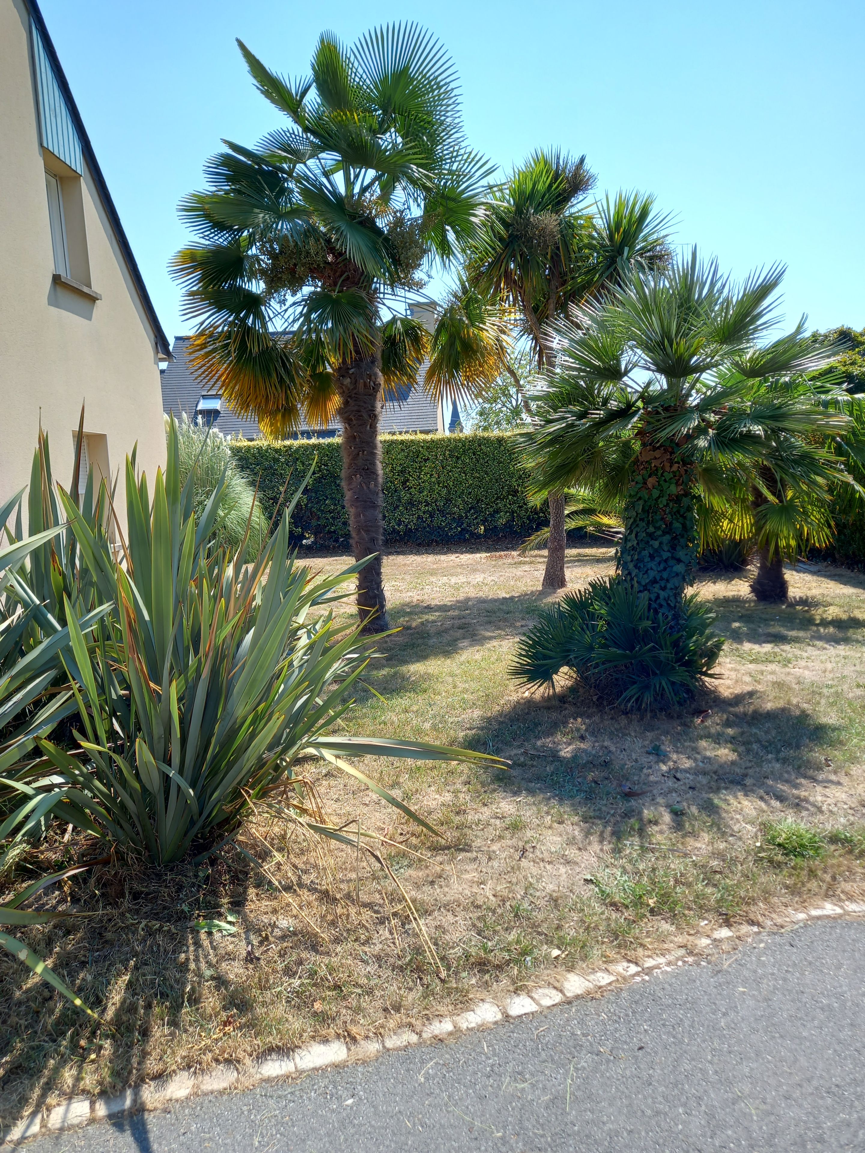 A residential area with a paved driveway, palm trees, and a hedge.