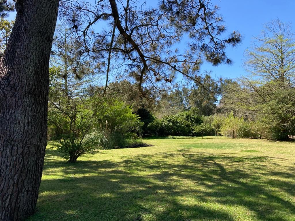 A grassy area with trees and a clear sky.