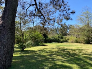 A grassy area with trees and a clear sky.