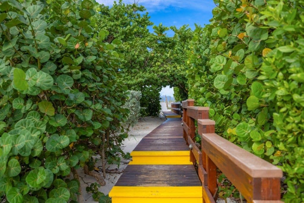 A wooden pathway with yellow edges leading through dense green foliage.