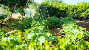 Ein Garten mit verschiedenen Pflanzen und einem Holzzeltwerk.