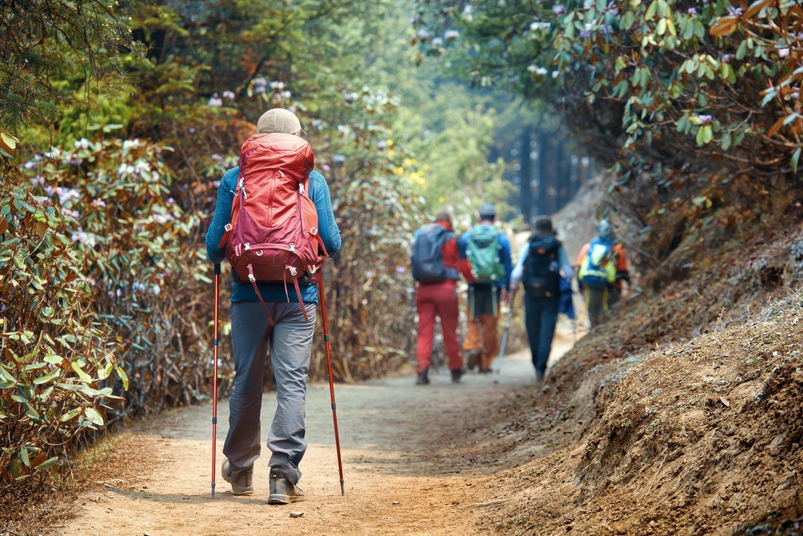 A hiking trail with hikers using trekking poles, surrounded by dense foliage.
