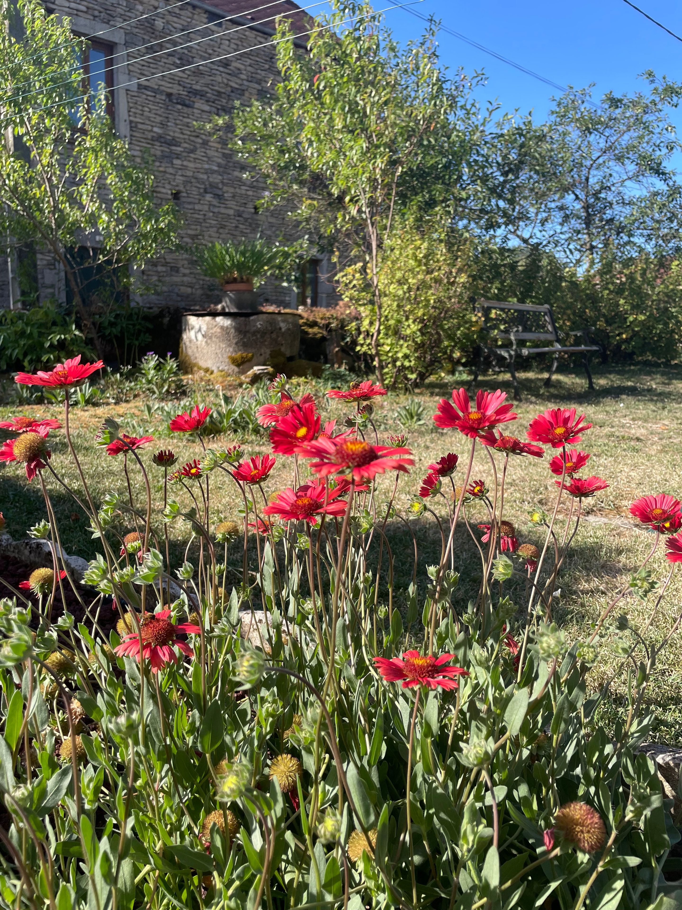 A garden with red flowers, a stone building, and a bench.