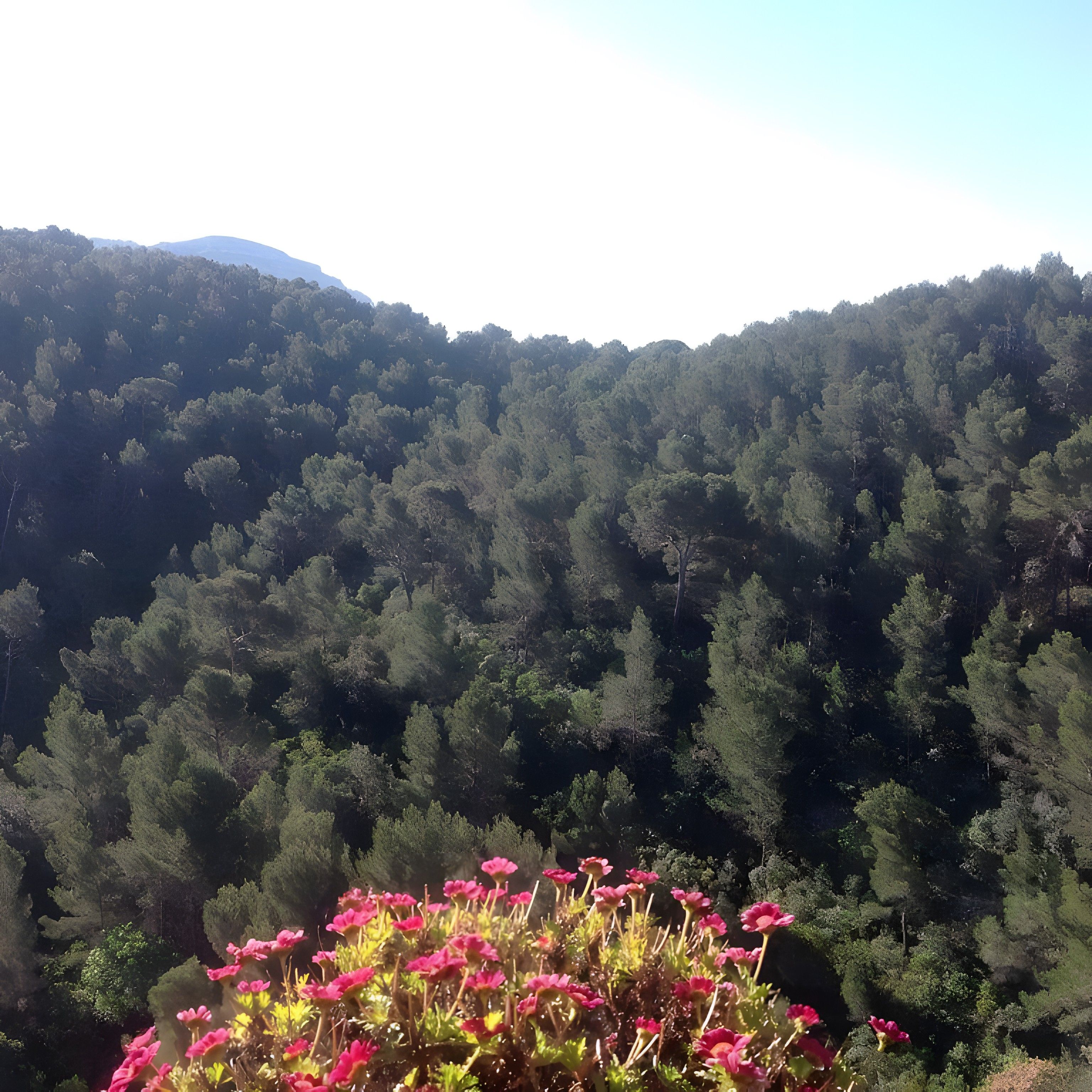 A forested hillside with dense tree coverage and a foreground of pink flowers.