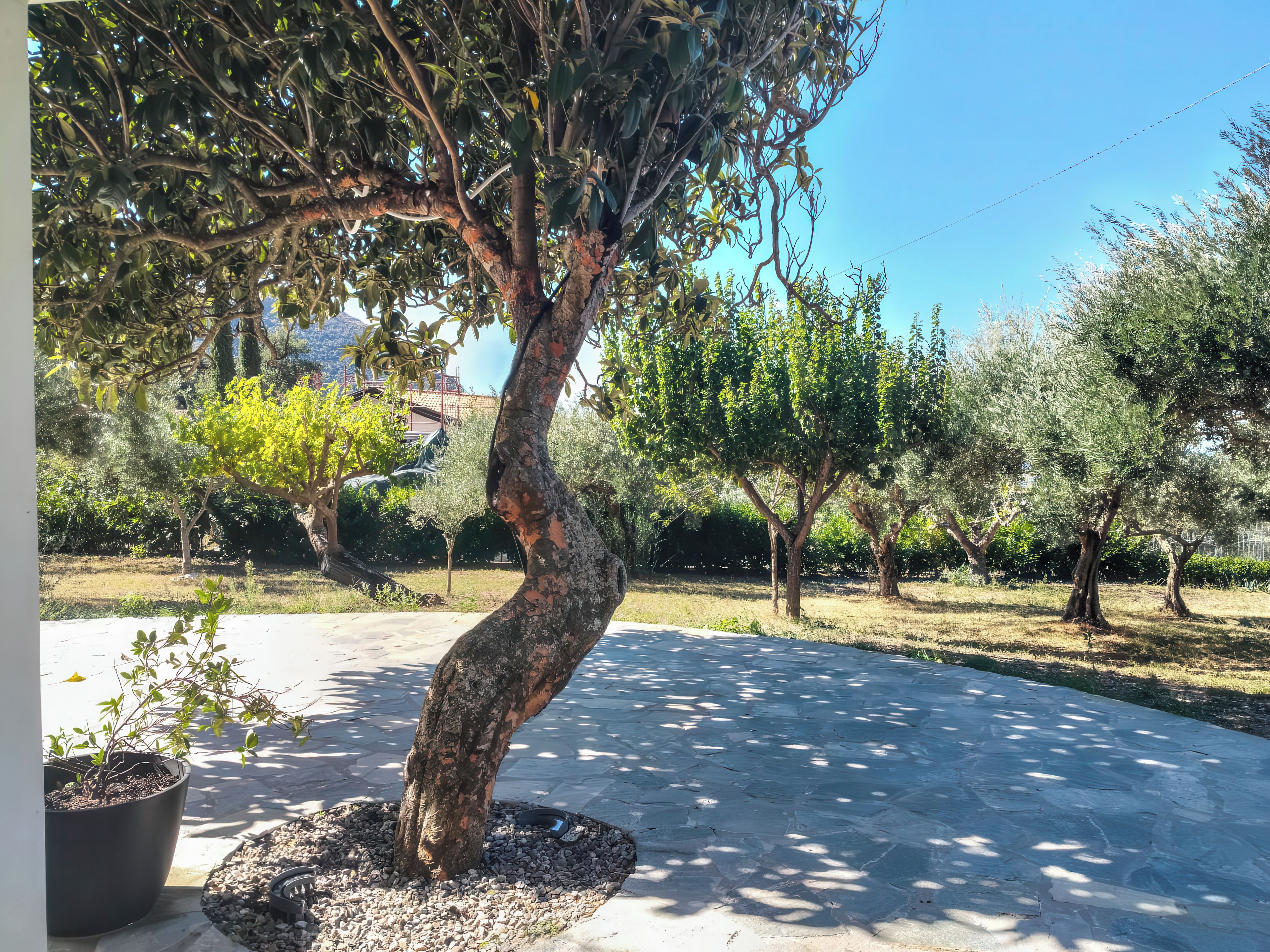 A tree with a curved trunk in a landscaped area with a paved path.